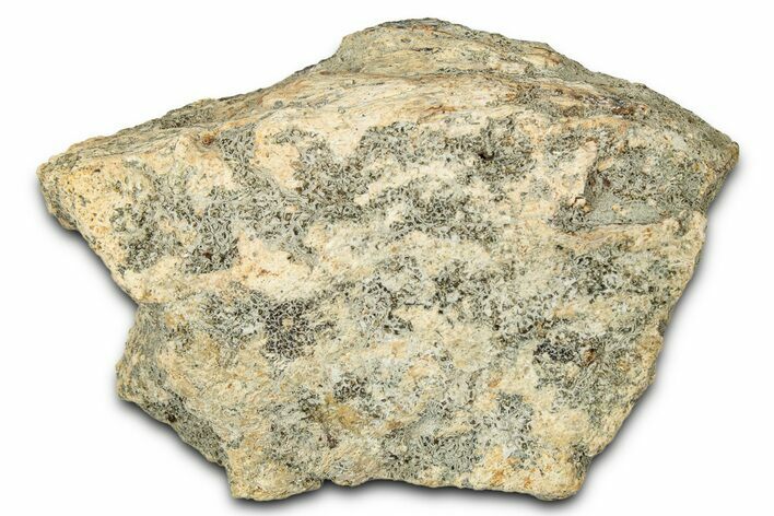 Dinosaur (Triceratops) Frill Shield Section - Montana #348023